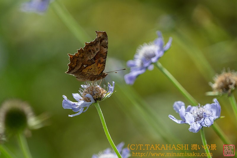 ../Images/7R240914 (71).jpg